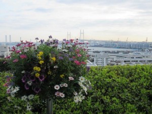 港の見える丘公園ベイブリッジ