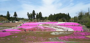 2017-04-20羊山公園~勝沼ツーリング (3)