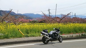 2017-04-20羊山公園~勝沼ツーリング (13)