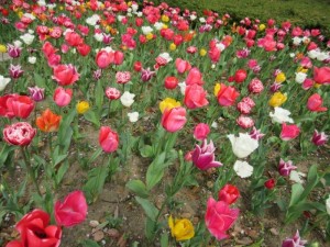 IMG_8494