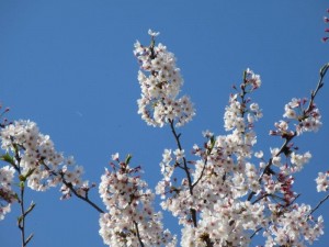 IMG_8527