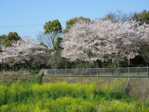 IMG_8529