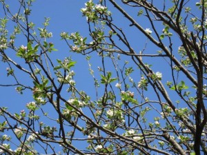 IMG_8545