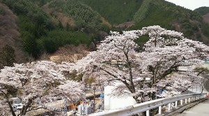 2017-04-20羊山公園~勝沼ツーリング (5)