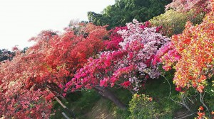 五大尊花木公園 (4)