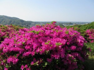 IMG_8654