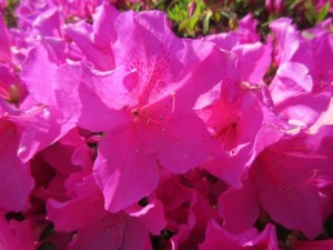 IMG_8656