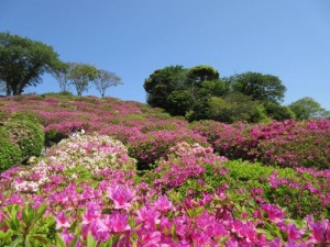IMG_8661