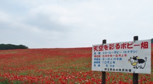 天空のポピー2015 (1)