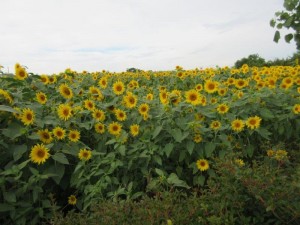 IMG_9346