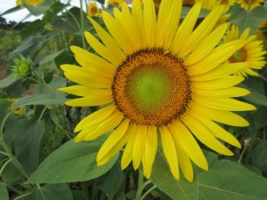 IMG_9353
