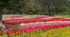 那須フラワーワールド (3)