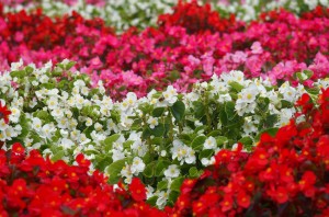 那須フラワーワールド (4)