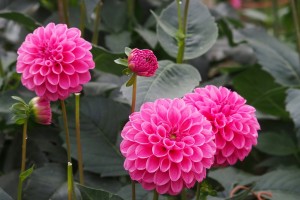 小鹿野ダリア園 (6)