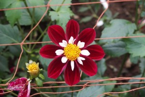 小鹿野ダリア園 (15)