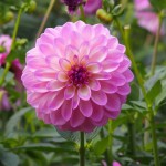 小鹿野ダリア園 (12)