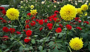 小鹿野ダリア園 (4)