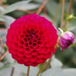 小鹿野ダリア園 (13)