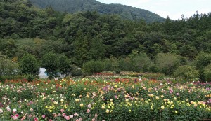 小鹿野ダリア園 (7)