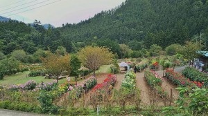 小鹿野ダリア園 (2)