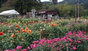 小鹿野ダリア園 (3)