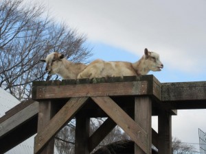 IMG_0051