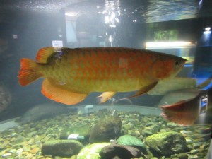 IMG_0088