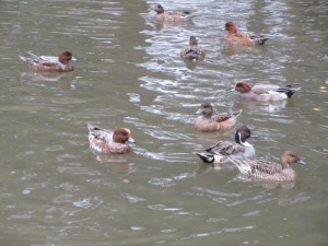 IMG_9806