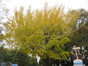 IMG_9877
