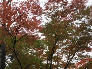 IMG_9886