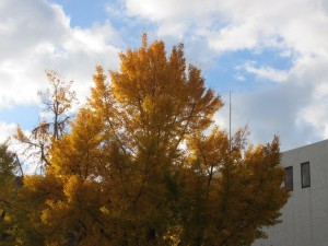 IMG_0106