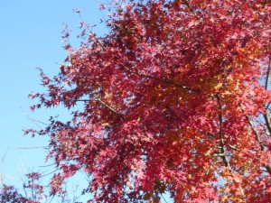 IMG_0125
