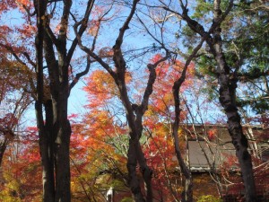 IMG_0132