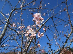 IMG_0218