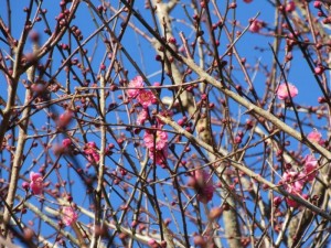 IMG_0637