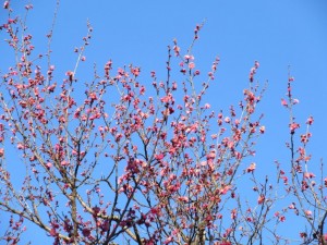 IMG_0909