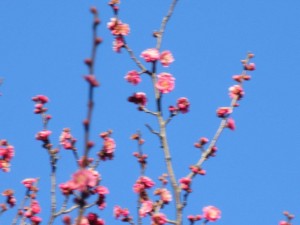 IMG_0910