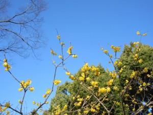 IMG_0915