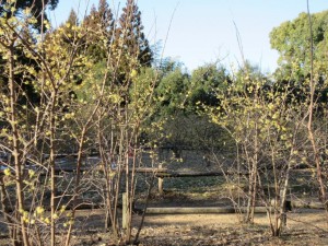 IMG_0917