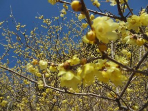 IMG_0972