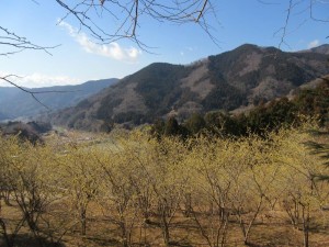 IMG_0974