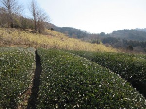 IMG_0975