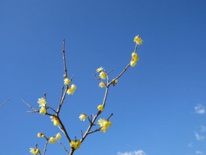 IMG_0979