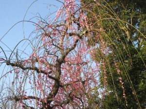 IMG_1005