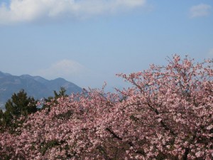 IMG_1008