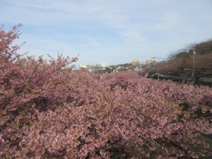 IMG_1082