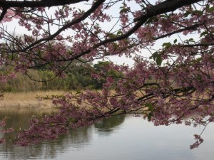 IMG_1086