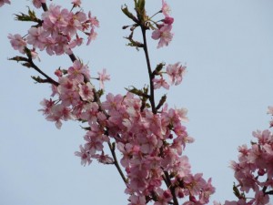 IMG_1087