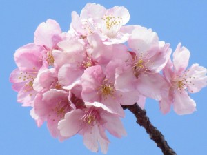IMG_1126