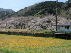 IMG_1199